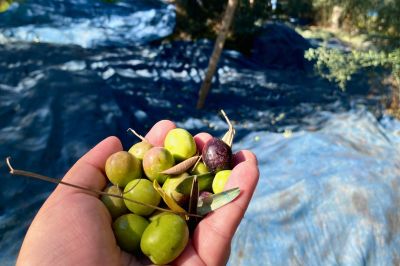 Fresh green and purple Greek olives held in hand during olive harvest.