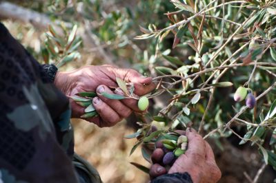 Hands picking fresh olives from a Greek olive tree during olive harvest.